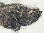 Two Large Diplomystus Fossil Fish - Wyoming #12152-4